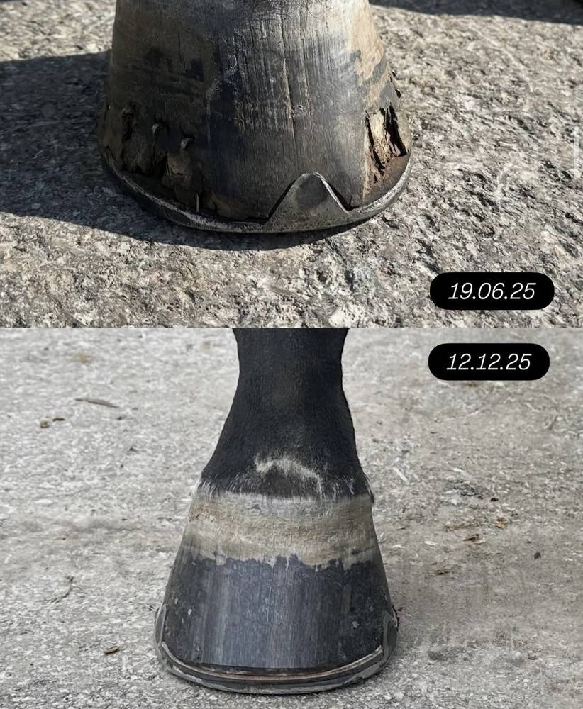 Vorher-nachher-Vergleich eines Hufs vom 19.06.25 und 12.12.25